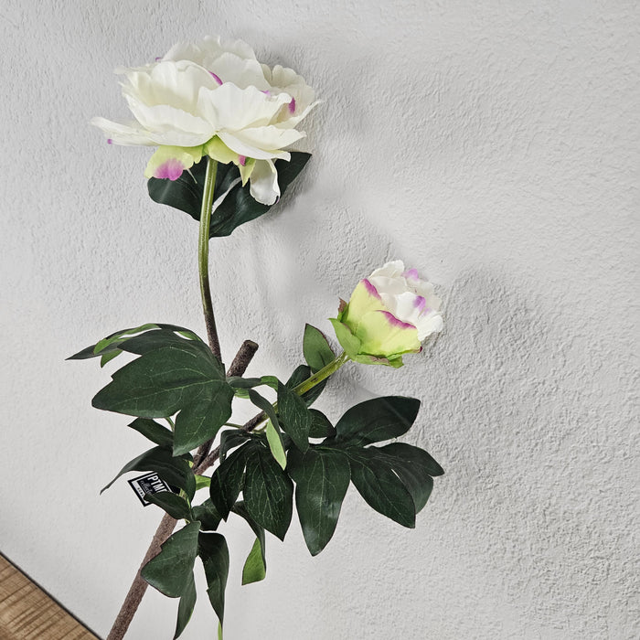 PTMD pioenroos wit roze 75 cm