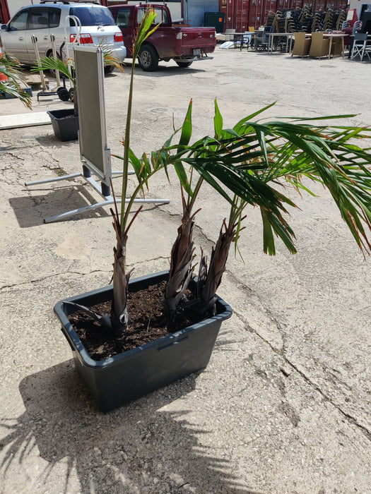 K078 | Set van drie bakken met planten