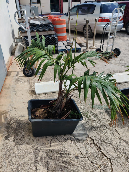 K078 | Set van drie bakken met planten