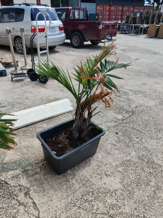 K078 | Set van drie bakken met planten