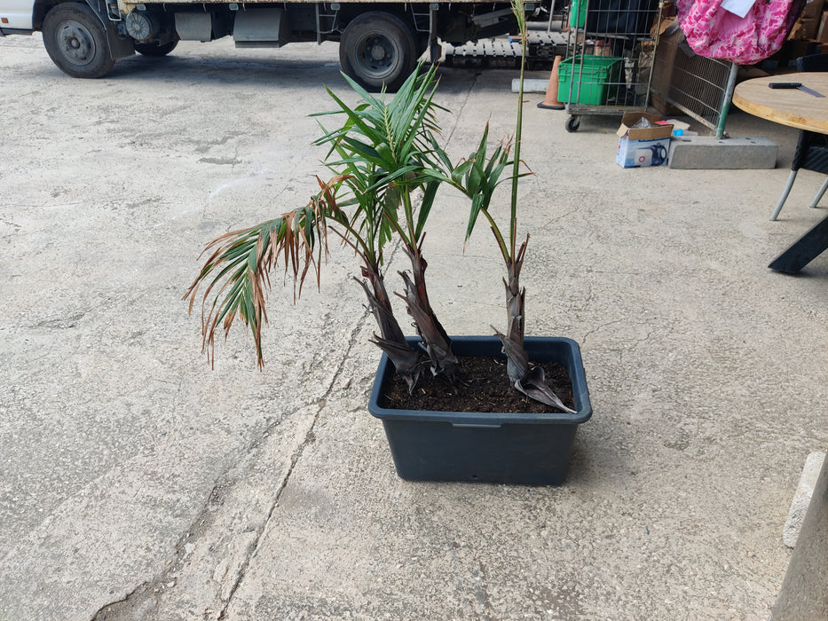K078 | Set van drie bakken met planten